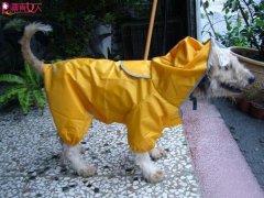 九个步骤给狗狗做个性雨衣
